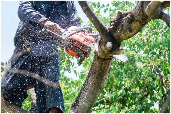 tree services Pecan Acres